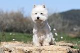 WESTIE 183